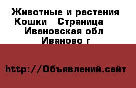 Животные и растения Кошки - Страница 4 . Ивановская обл.,Иваново г.